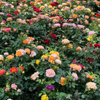 Mixed rose flowers with orange, pink, red and yellow blossoms on green foliage