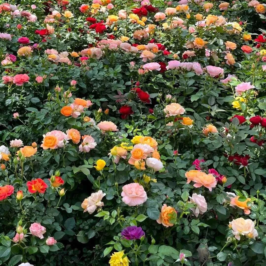 Mixed rose flowers with orange, pink, red and yellow blossoms on green foliage