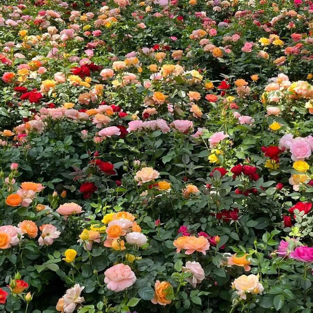 Mixed rose flowers with peach, pink, white, orange and red blossoms on green foliage