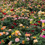 Mixed rose flowers with peach, pink, white, orange and red blossoms on green foliage