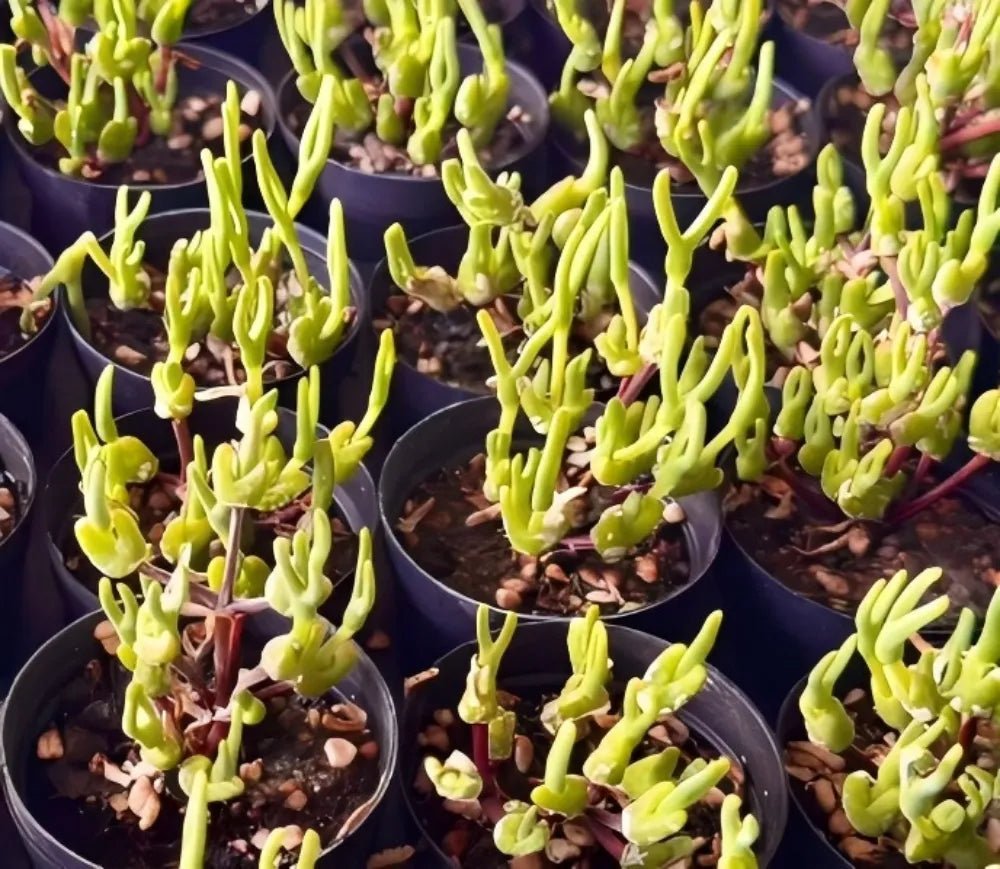 Monilaria Obconica succulent in small dark pots, clusters of lime green stems