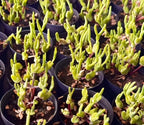 Monilaria Obconica succulent in small dark pots, clusters of lime green stems