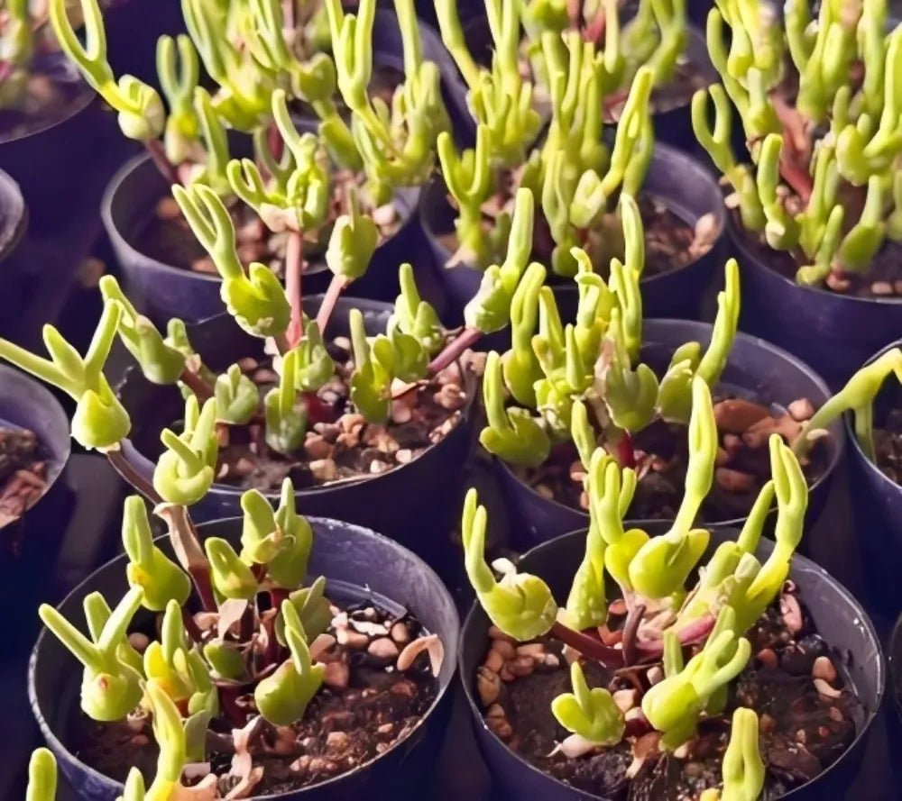 Monilaria Obconica succulent cuttings in round dark pots, bright lime green shoots