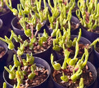 Monilaria Obconica succulent cuttings in round dark pots, bright lime green shoots