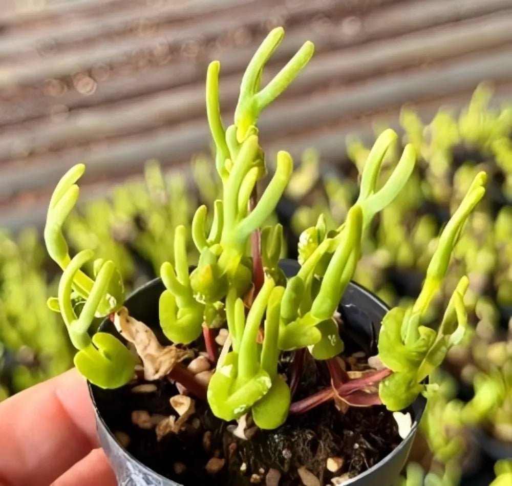 Monilaria Obconica succulent in a pot held by hand, lime green upright stems