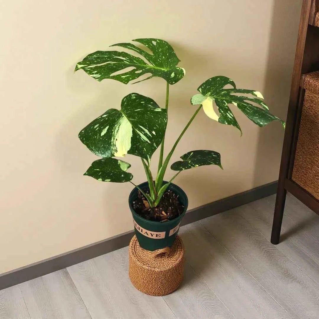 Thai constellation monstera plant with green leaves and yellow variegation in black pot