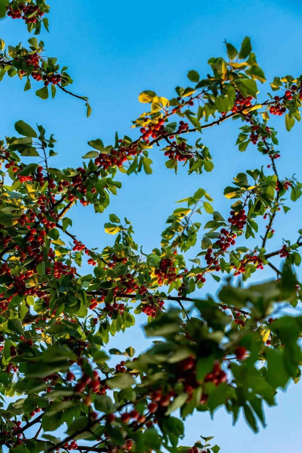Montmorency cherry tree branch with red fruit clusters and green leaves