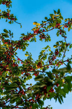 Montmorency cherry tree branch with red fruit clusters and green leaves