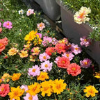 Colorful moss rose flower mix with pink, yellow, coral, and white blooms