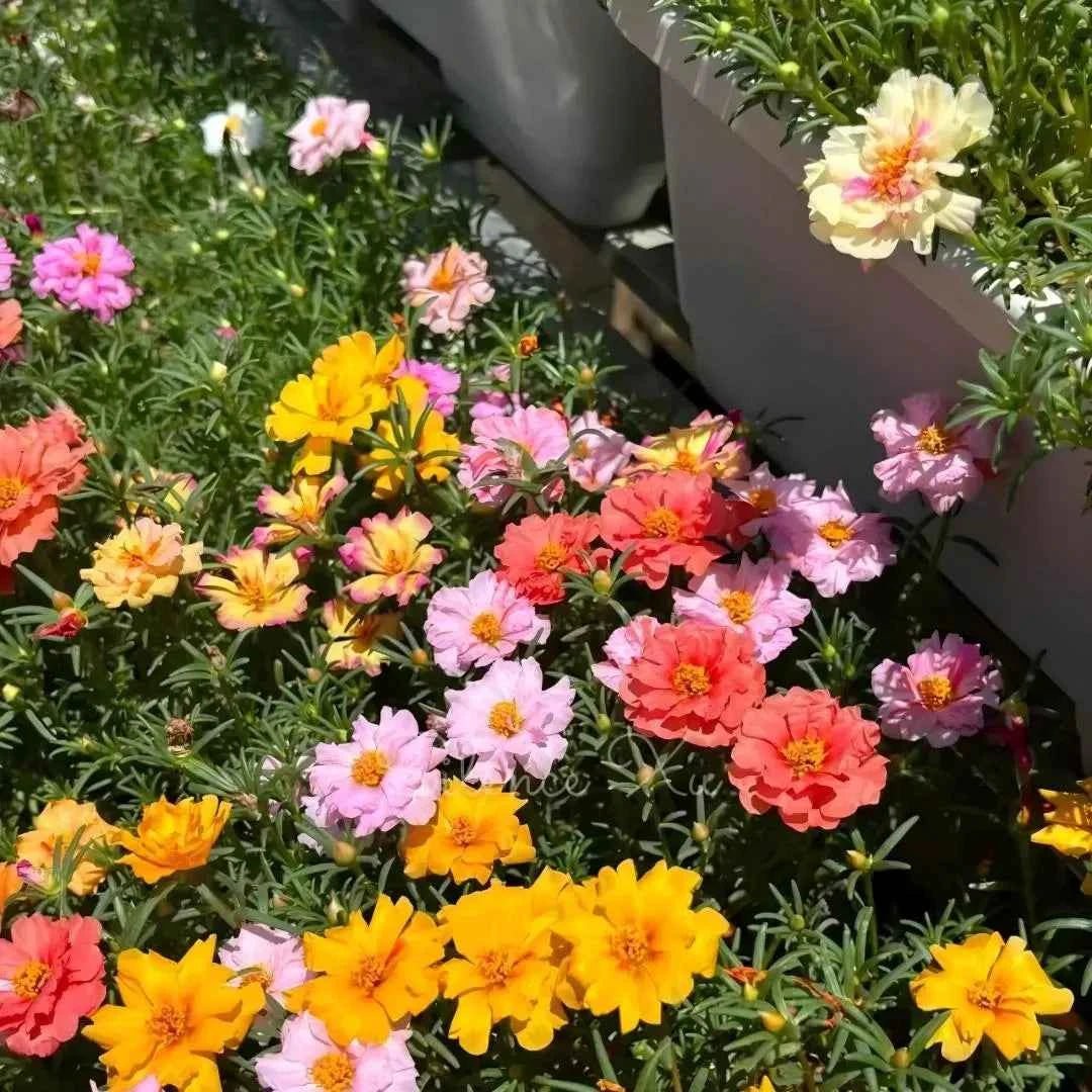 Colorful moss rose flower mix with pink, yellow, coral, and white blooms