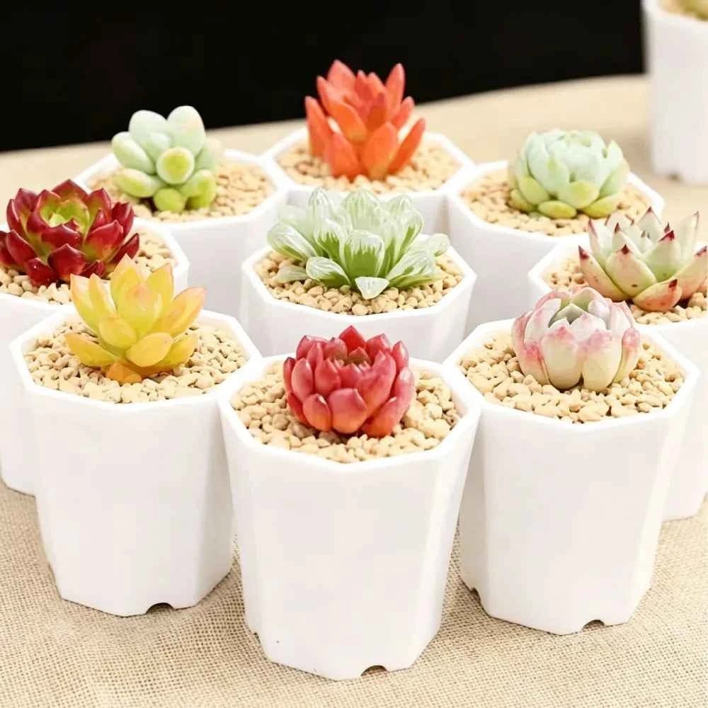 White octagonal succulent planter pots with multiple colorful succulents and gravel