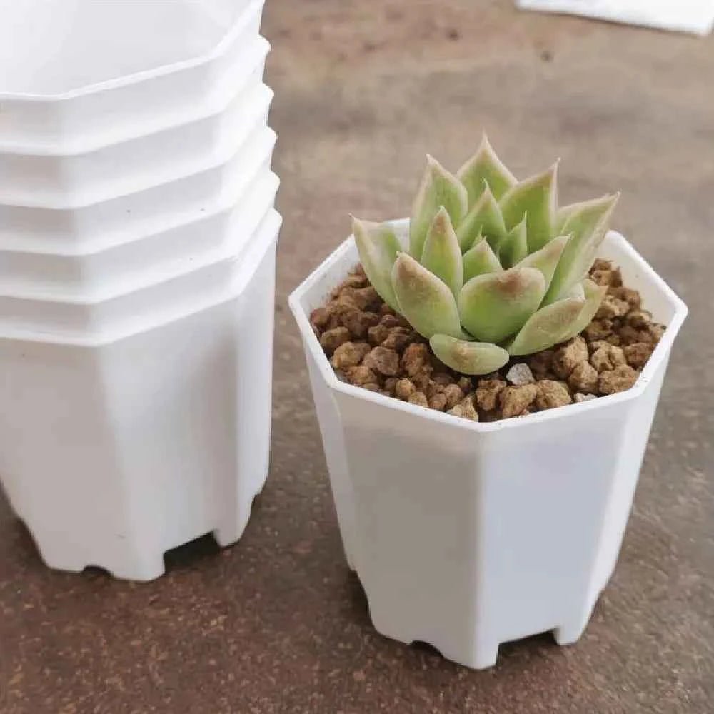 White octagonal succulent planter pot with green rosette succulent and gravel