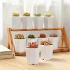 White octagonal succulent planter pots on a wooden tray with small succulents