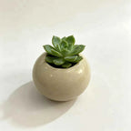 3-inch ceramic orb planter with green rosette succulent on top