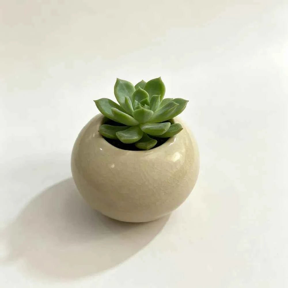 3-inch ceramic orb planter with green rosette succulent on top