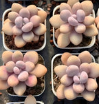 Pachyphytum Oviferum succulent set of four potted rosettes with pastel oval leaves