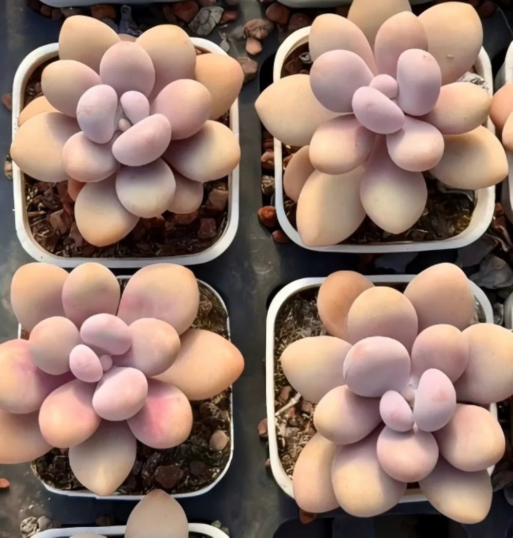Pachyphytum Oviferum succulent set of four potted rosettes with pastel oval leaves