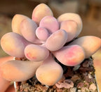 Pachyphytum Oviferum succulent rosette with rounded pastel leaves, potted in gravel