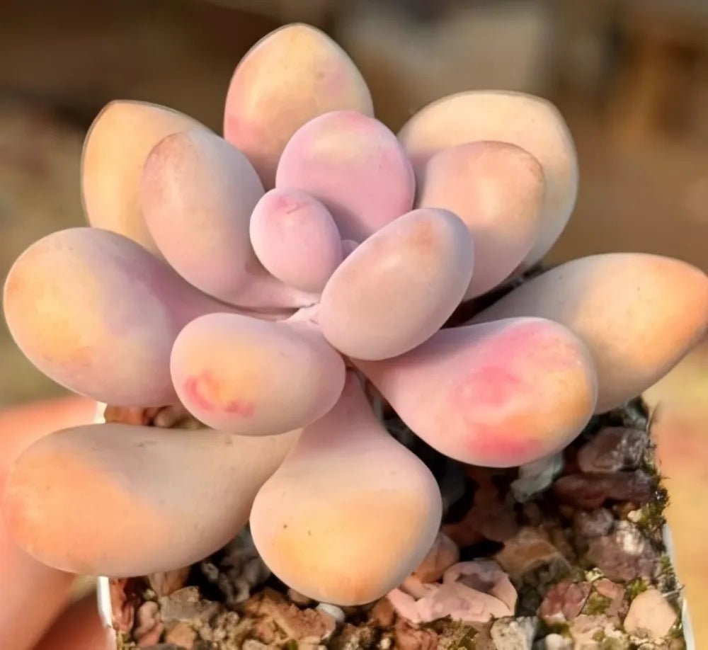 Pachyphytum Oviferum succulent rosette with rounded pastel leaves, potted in gravel