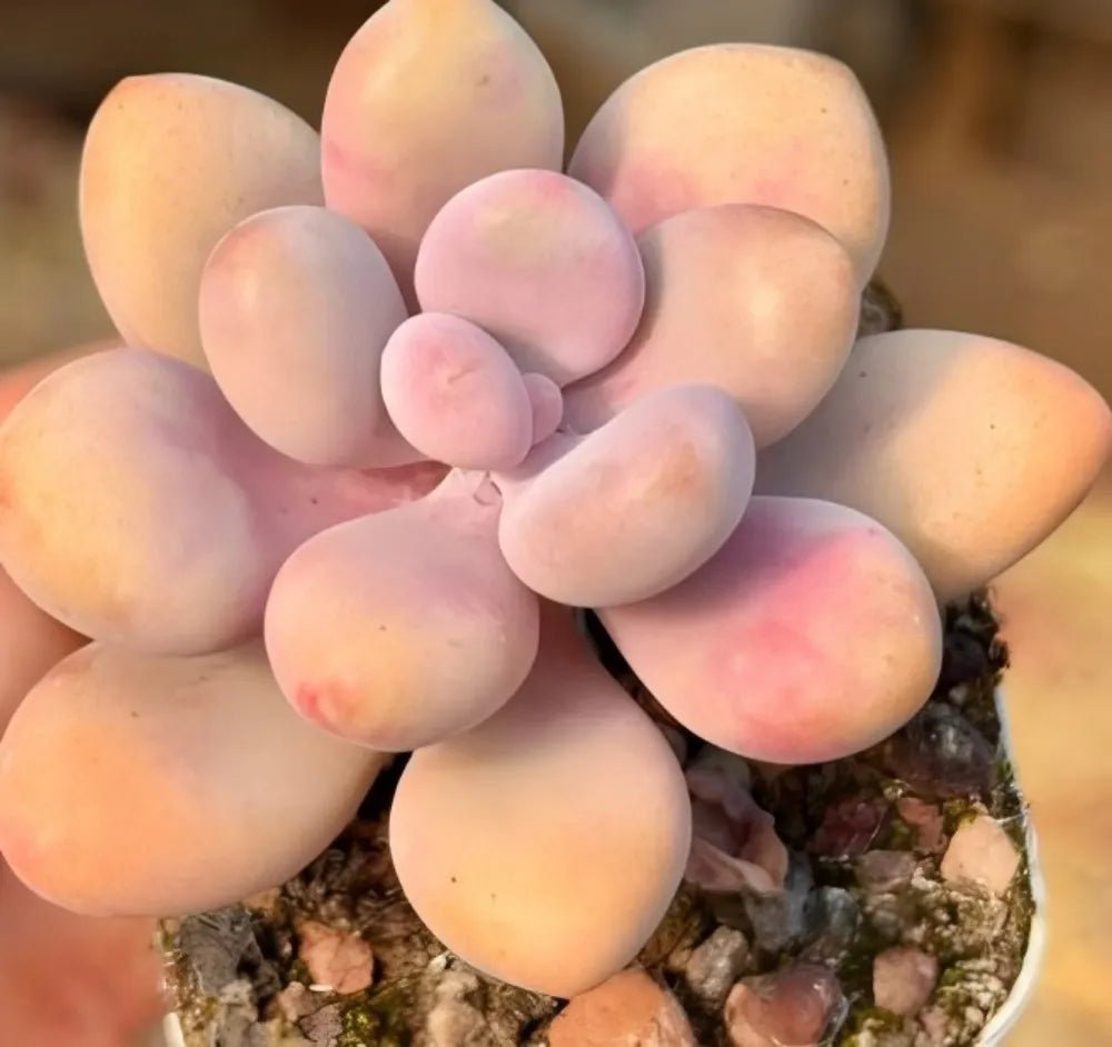 Pachyphytum Oviferum succulent with pastel peach and purple rosette leaves in a pot
