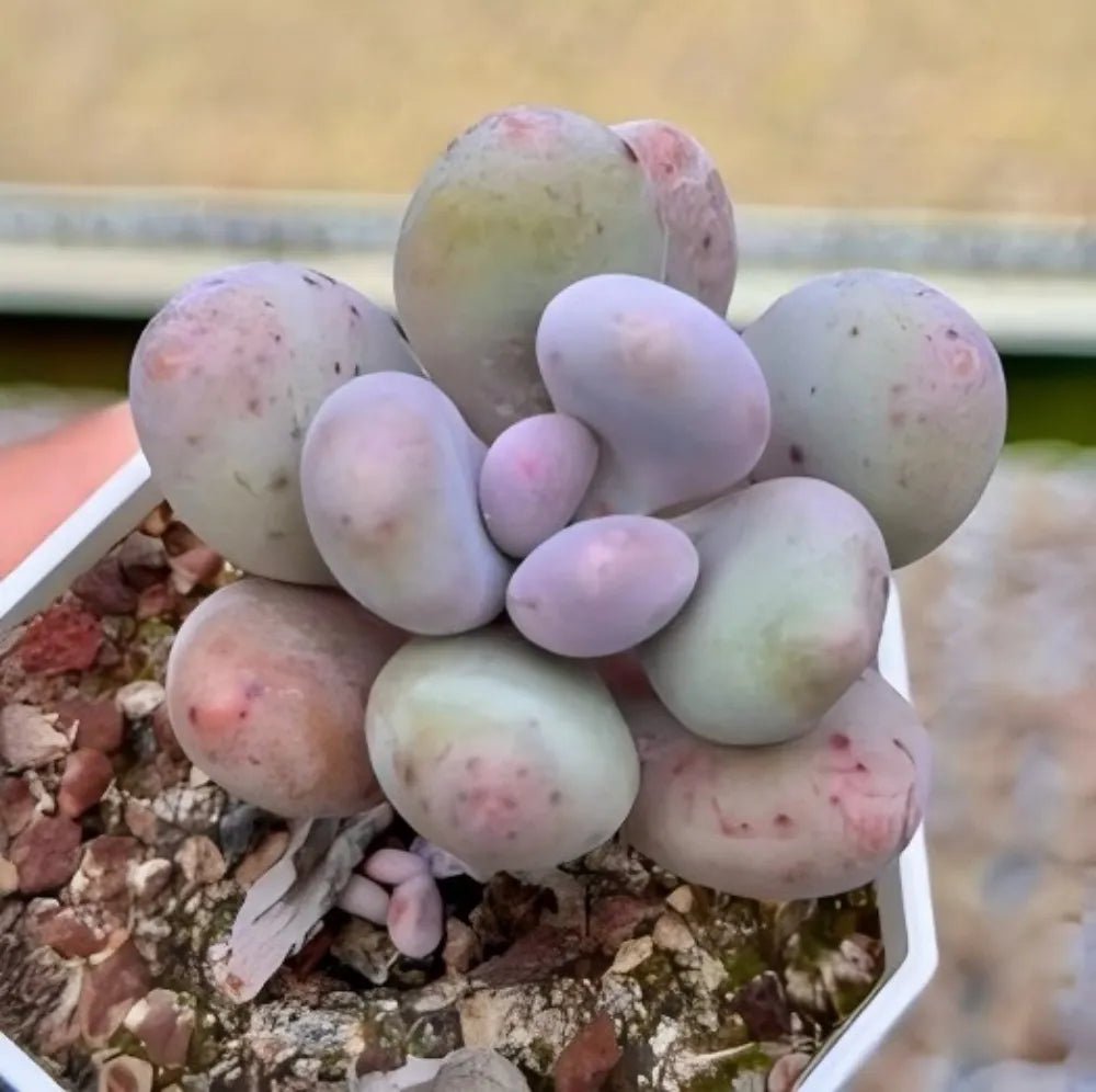 Oviferum succulent cluster of pale green oval leaves in white tray