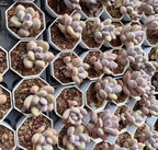Oviferum succulent cuttings with pale rosette clusters in hex planters