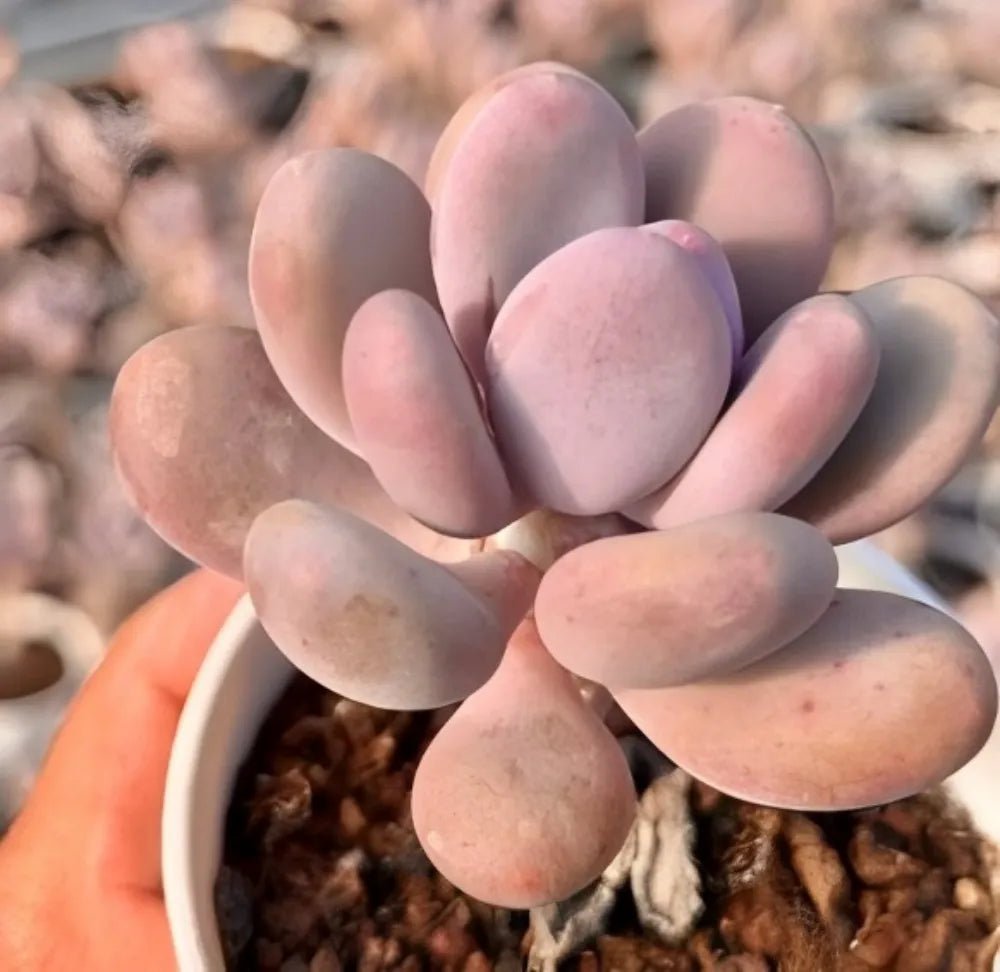 Pachyphytum Oviferum succulent cluster with oval pink leaves in a pot