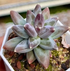 Pink and green rosette succulent with pointed fleshy leaves in a pot