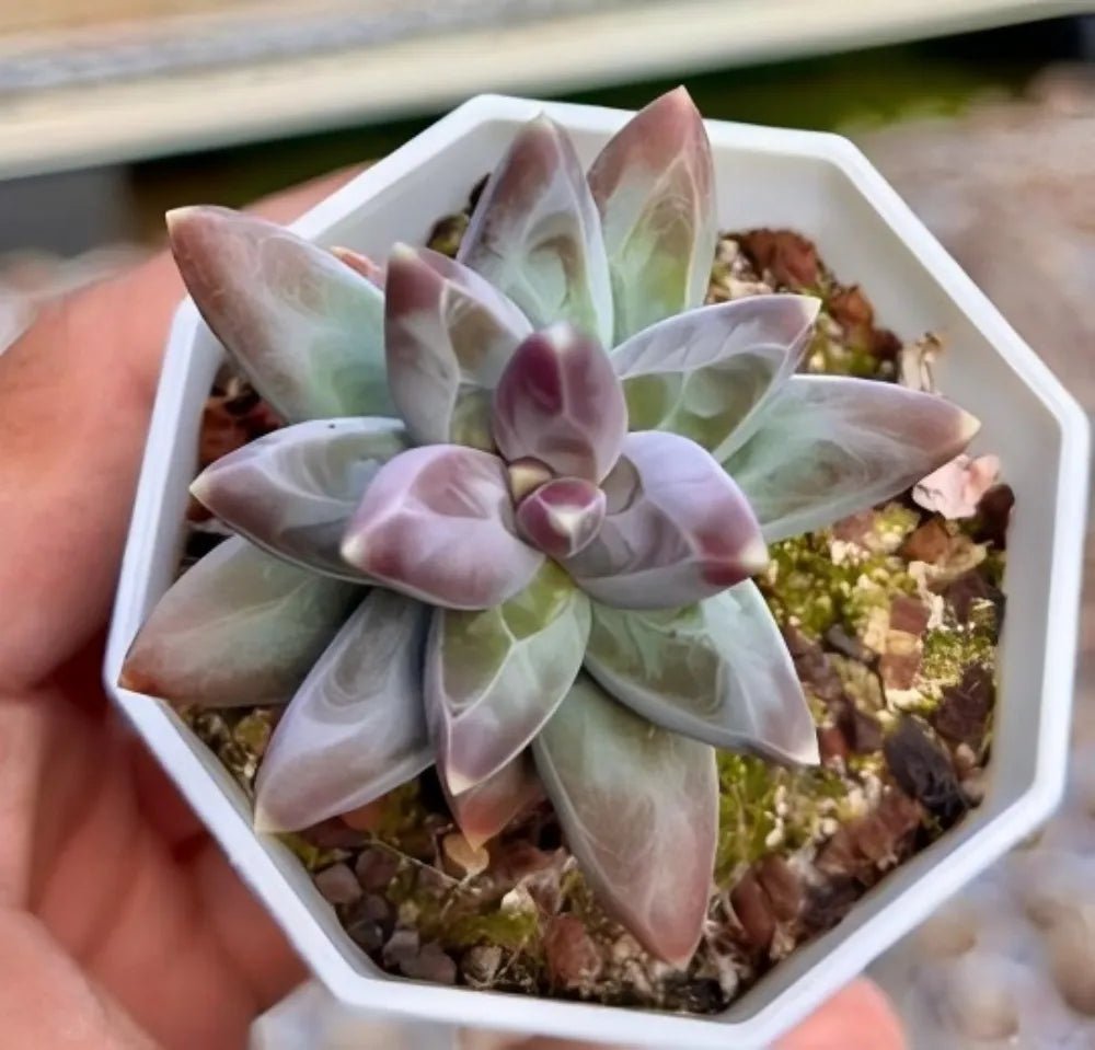 Compact rosette succulent with pale pink pointed leaves in a white planter