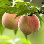 Peach fruit on a branch with green leaves