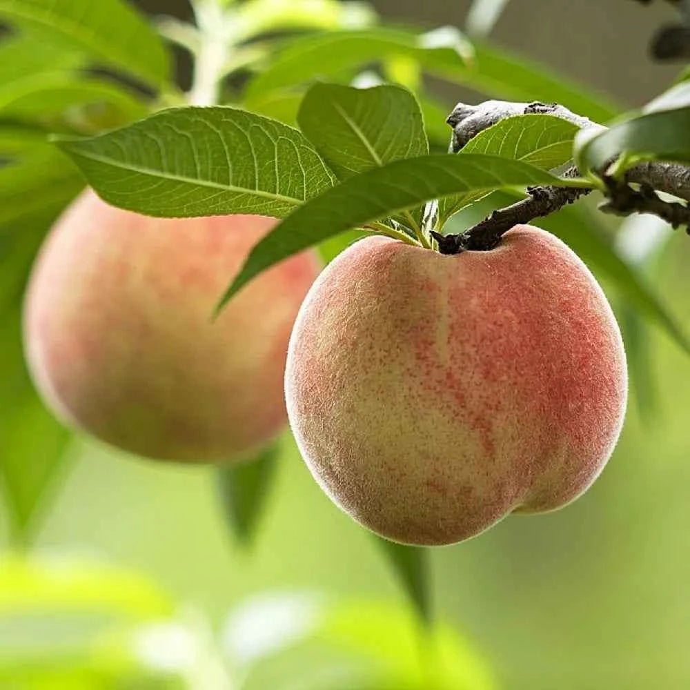 Peach fruit on a branch with green leaves