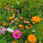 Perennial wildflower seed mix meadow with orange, pink, purple, and white flowers