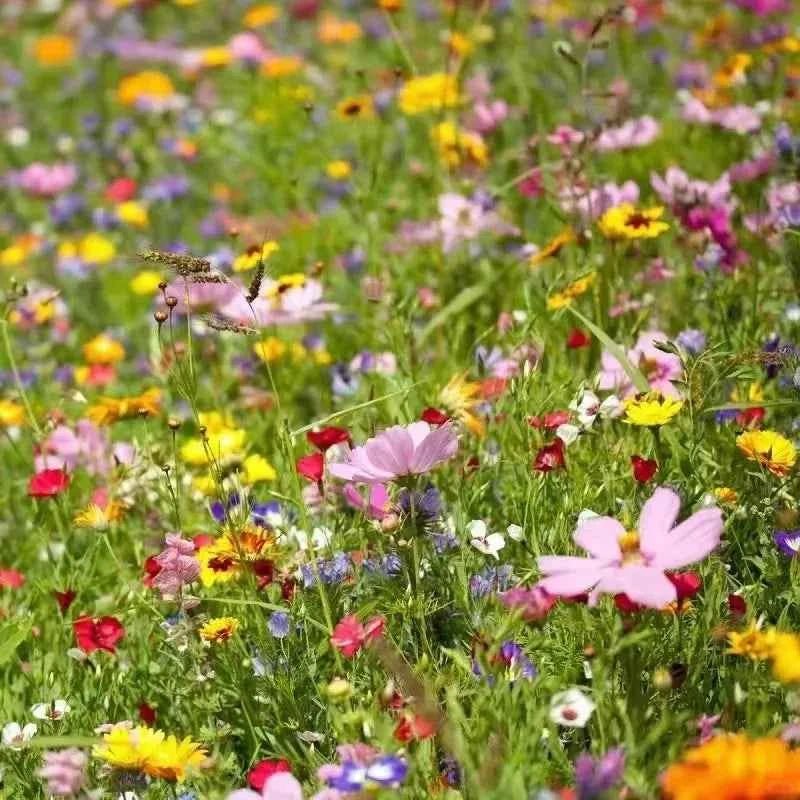 Perennial wildflower seed mix garden flowers with pink, purple, yellow, and orange blossoms