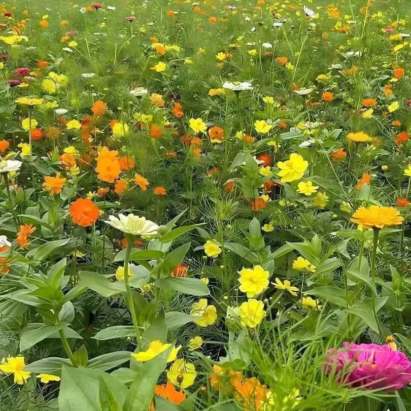 Perennial wildflower seed mix garden bed with orange, yellow, white, and green blooms