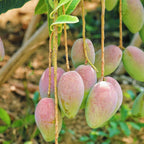 Bare mango tree saplings with hanging green and pink mangoes