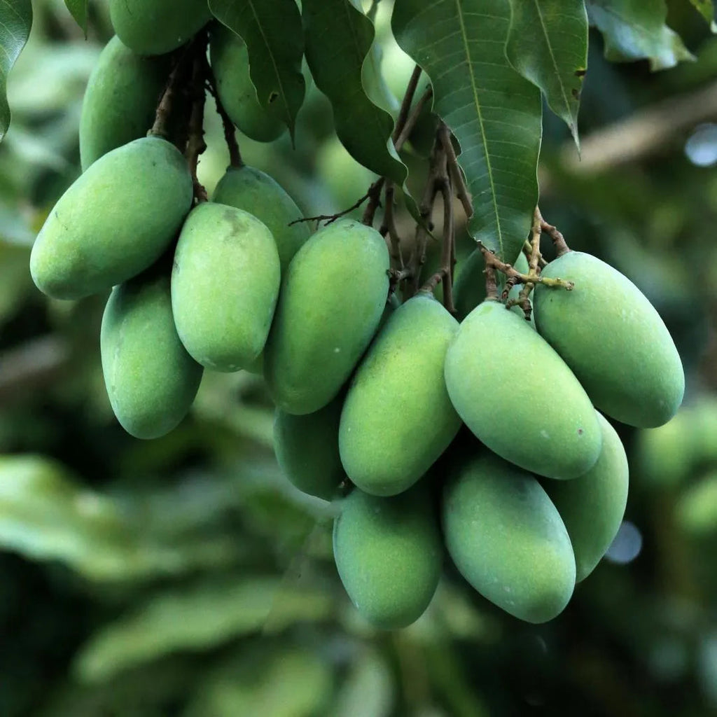 Green mangoes on a tree branch