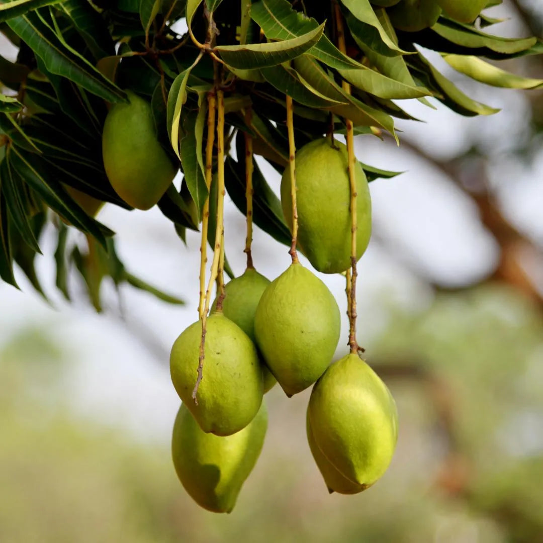 Mango tree branch with clusters of green mangoes and leaves
