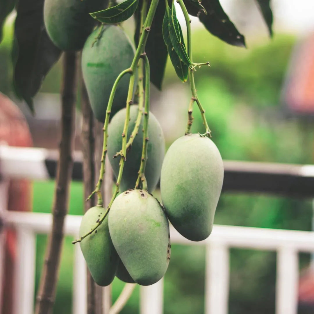 Nam Dok Mai mango tree with hanging green mangoes on branches