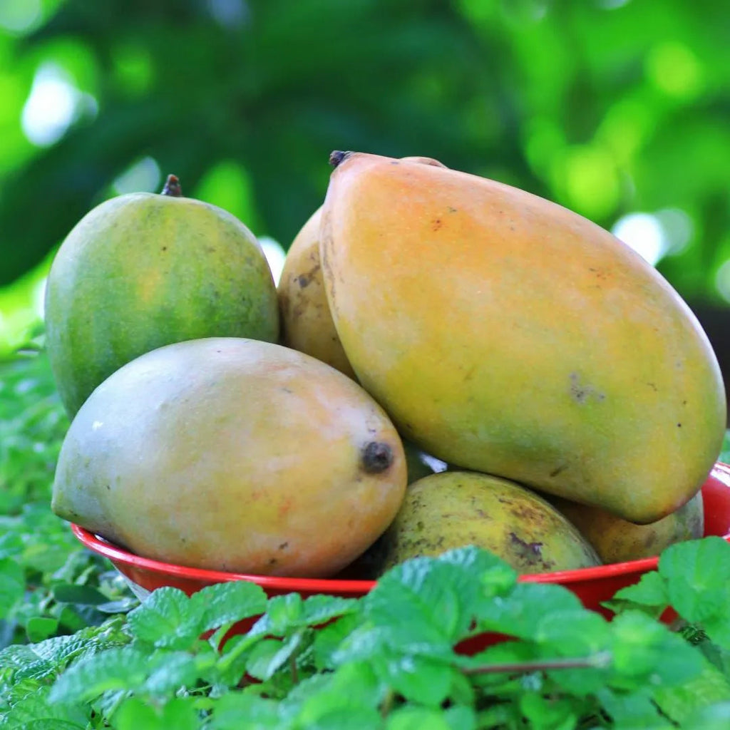 Pile of green and yellow mangoes on stems with fresh leaves