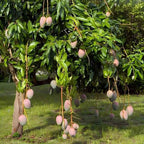 Mango tree with clusters of pink fruit and dense green leaves