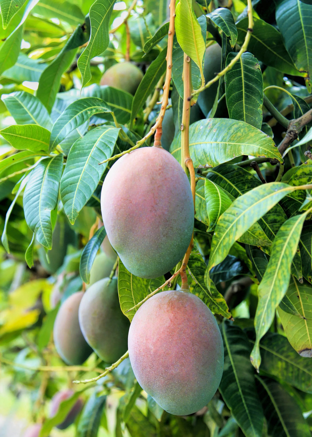 Mango tree with two ripe mango fruits and glossy green leaves