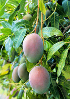 Mango tree with two ripe mango fruits and glossy green leaves