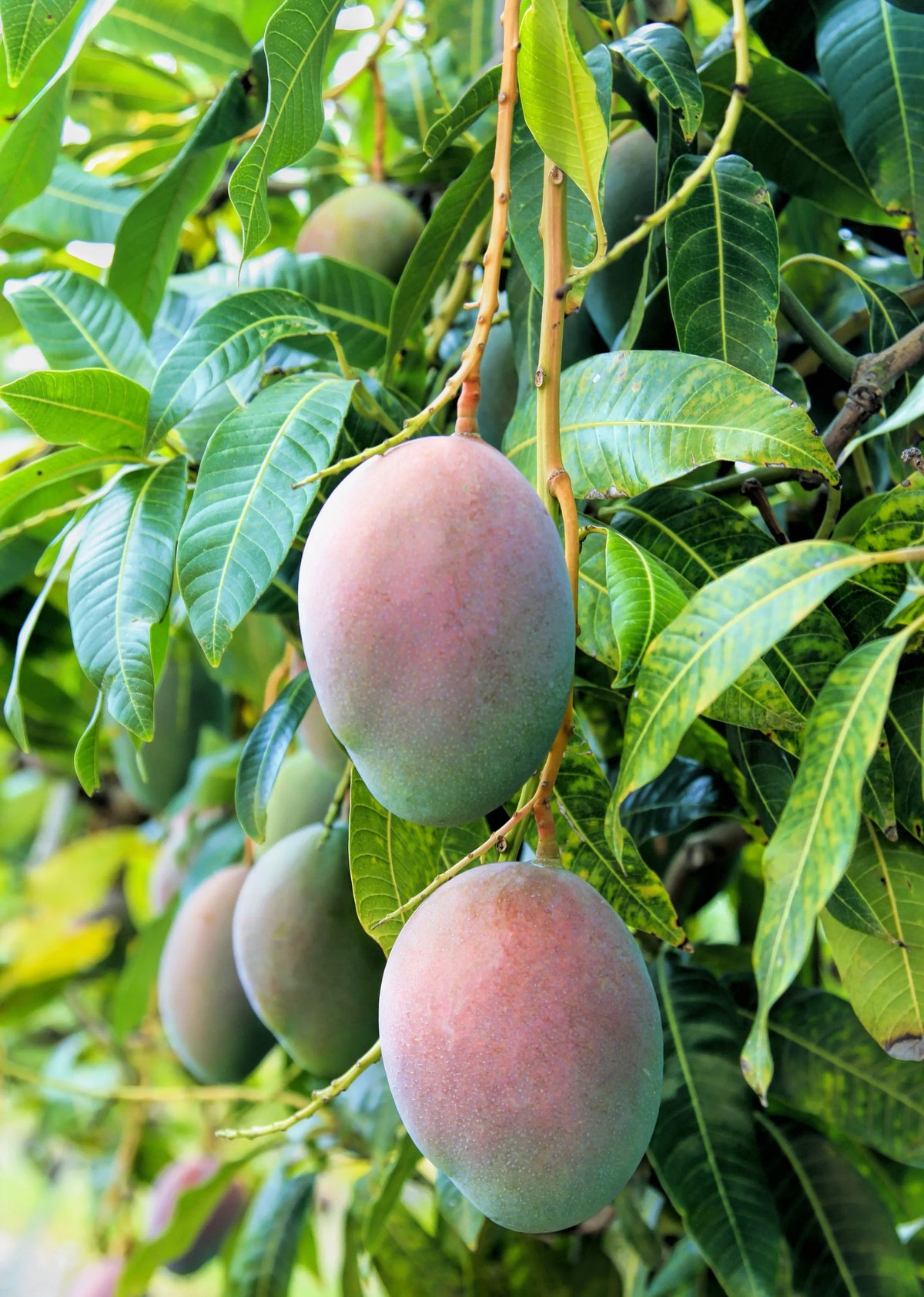 Pickering Mango Tree - 1.5ft. Tall Bare Root Soil Song
