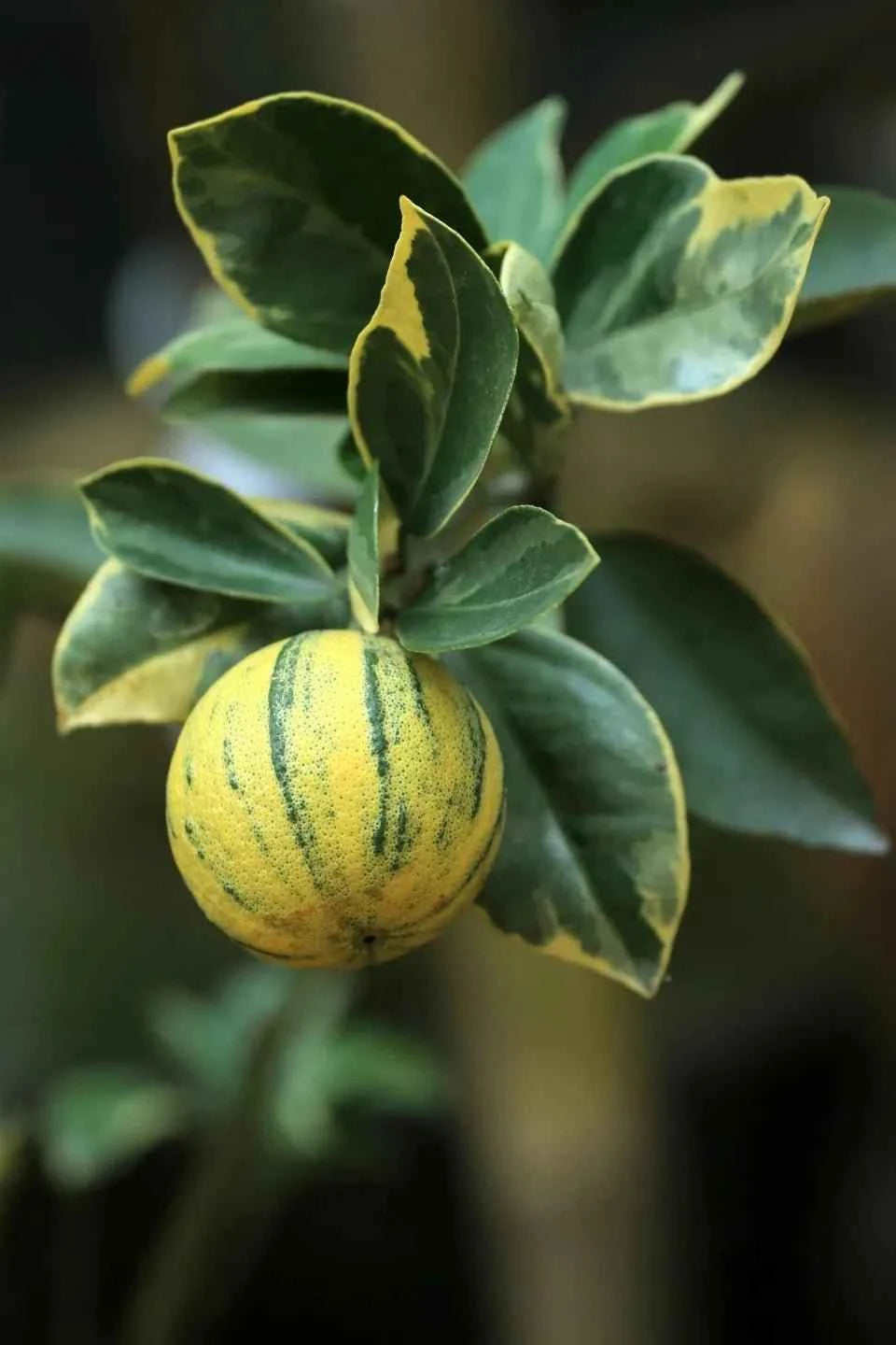 Variegated Eureka lemon tree with green leaves and striped yellow fruit on branches