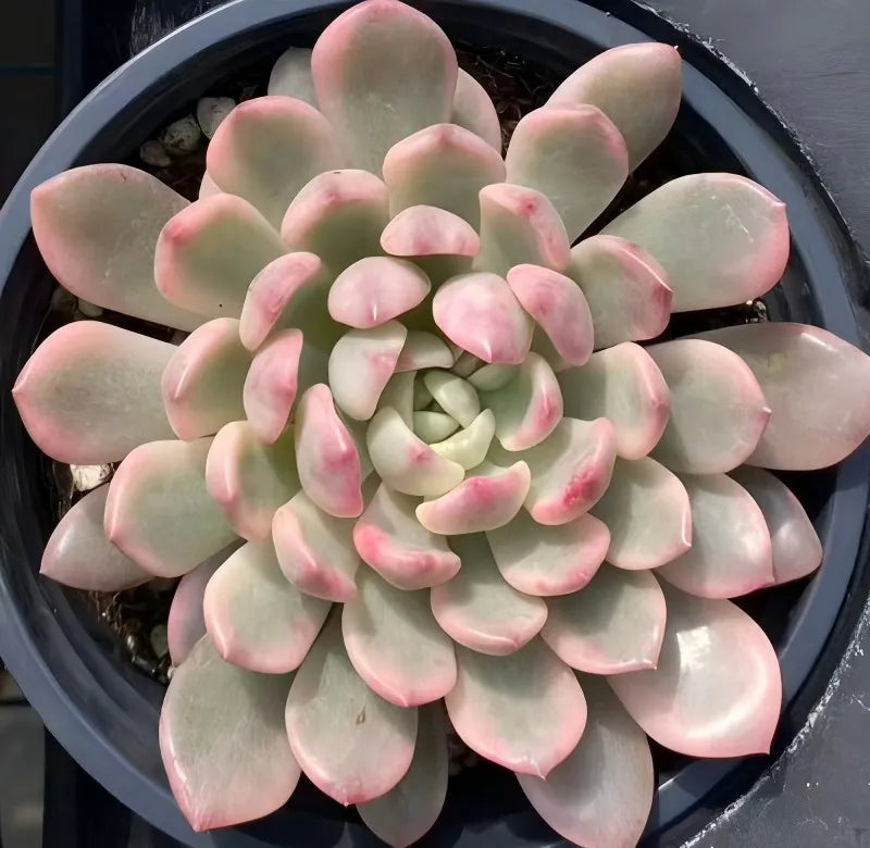 Pink succulent rosette plant in dark round pot, top view