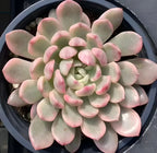 Pink and pale green succulent rosette in a dark 4-inch pot