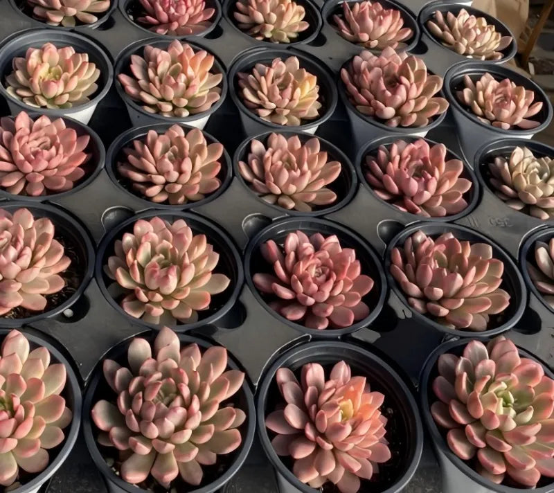 Pink succulent rosettes in small black pots, tray display