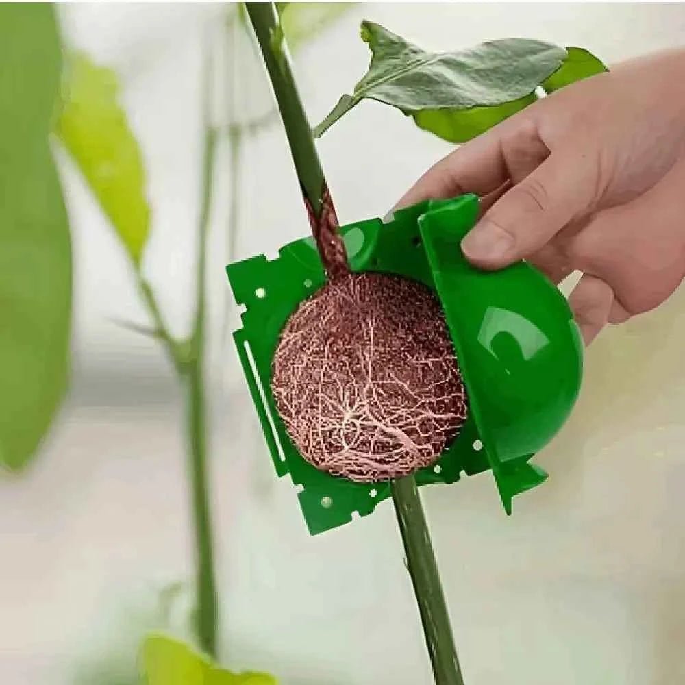 Air layering pod with green cover holding a root ball on a plant stem