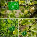 Green air layering pods on plant branches with leaves and small fruit