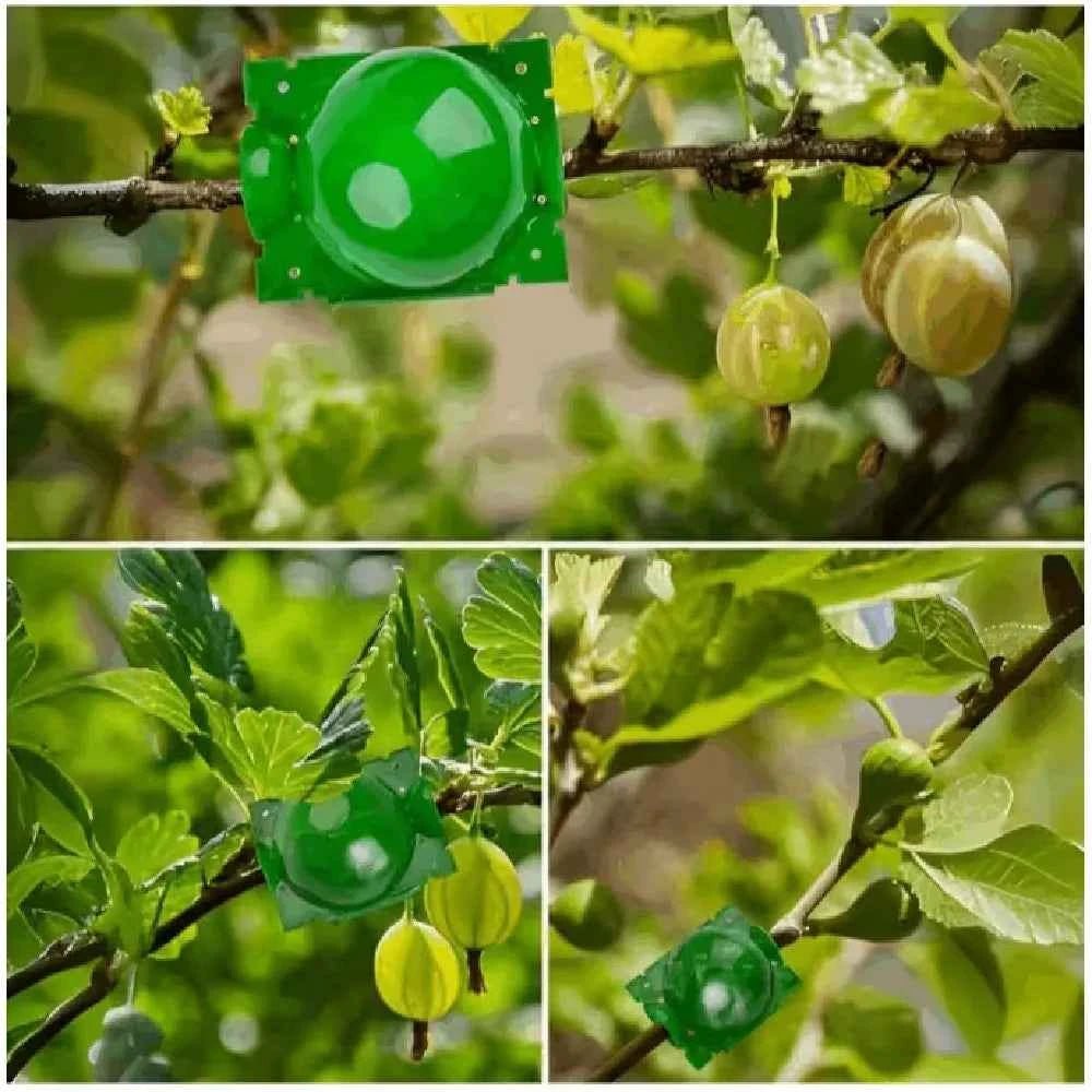 Green air layering pods on plant branches with leaves and small fruit